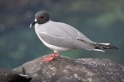 048 Swallow tailed gull 06